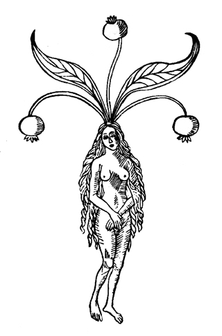 edera